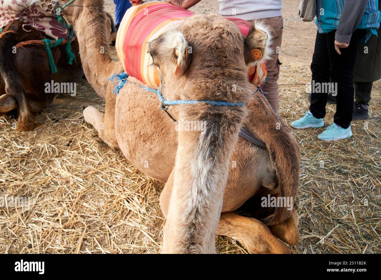 vista della parte posteriore della testa di un cammello seduto su di esso durante un giro a dorso di cammello, esperienza douar bou azza marocco Foto Stock