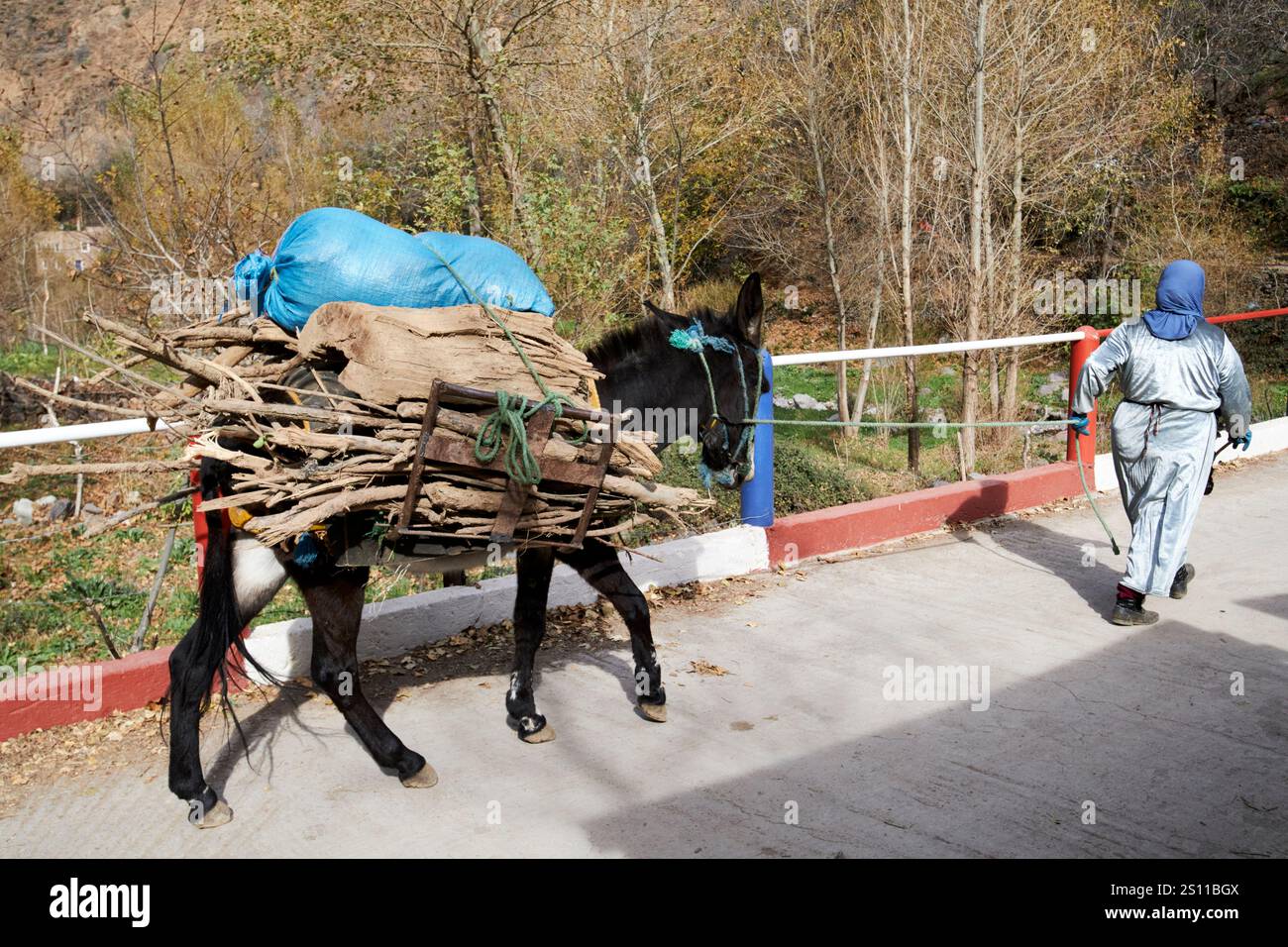 donna berbera che tira asino portando legna da ardere nelle montagne del marocco Foto Stock