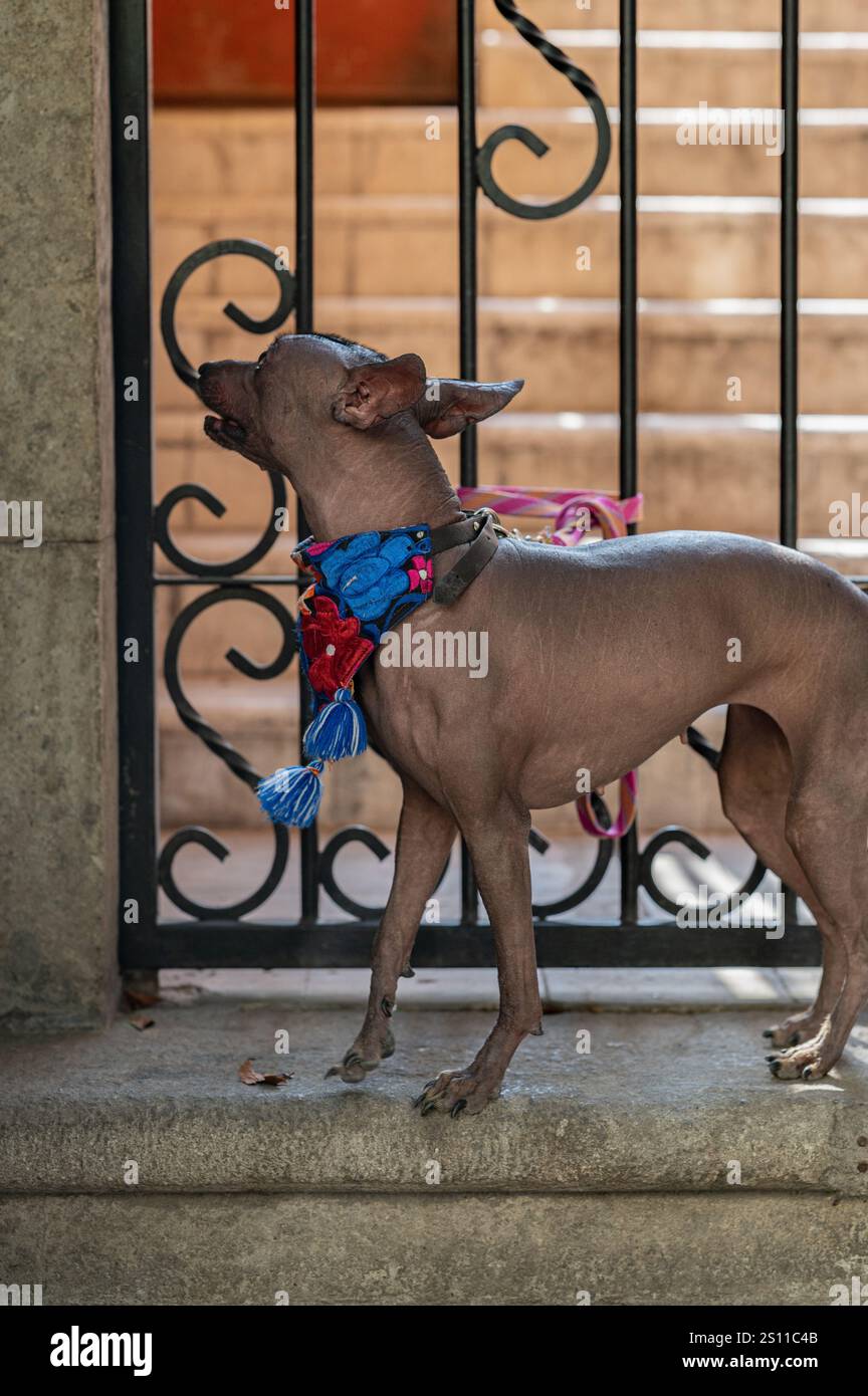 Nobile Xoloitzcuintle: Un simbolo del patrimonio messicano senza capelli Foto Stock
