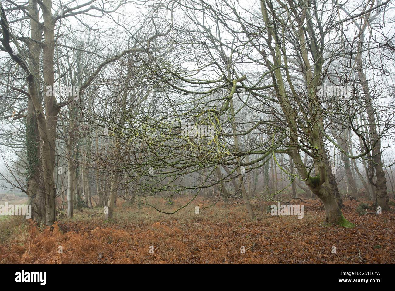 Bacton Wood in nebbia invernale Foto Stock