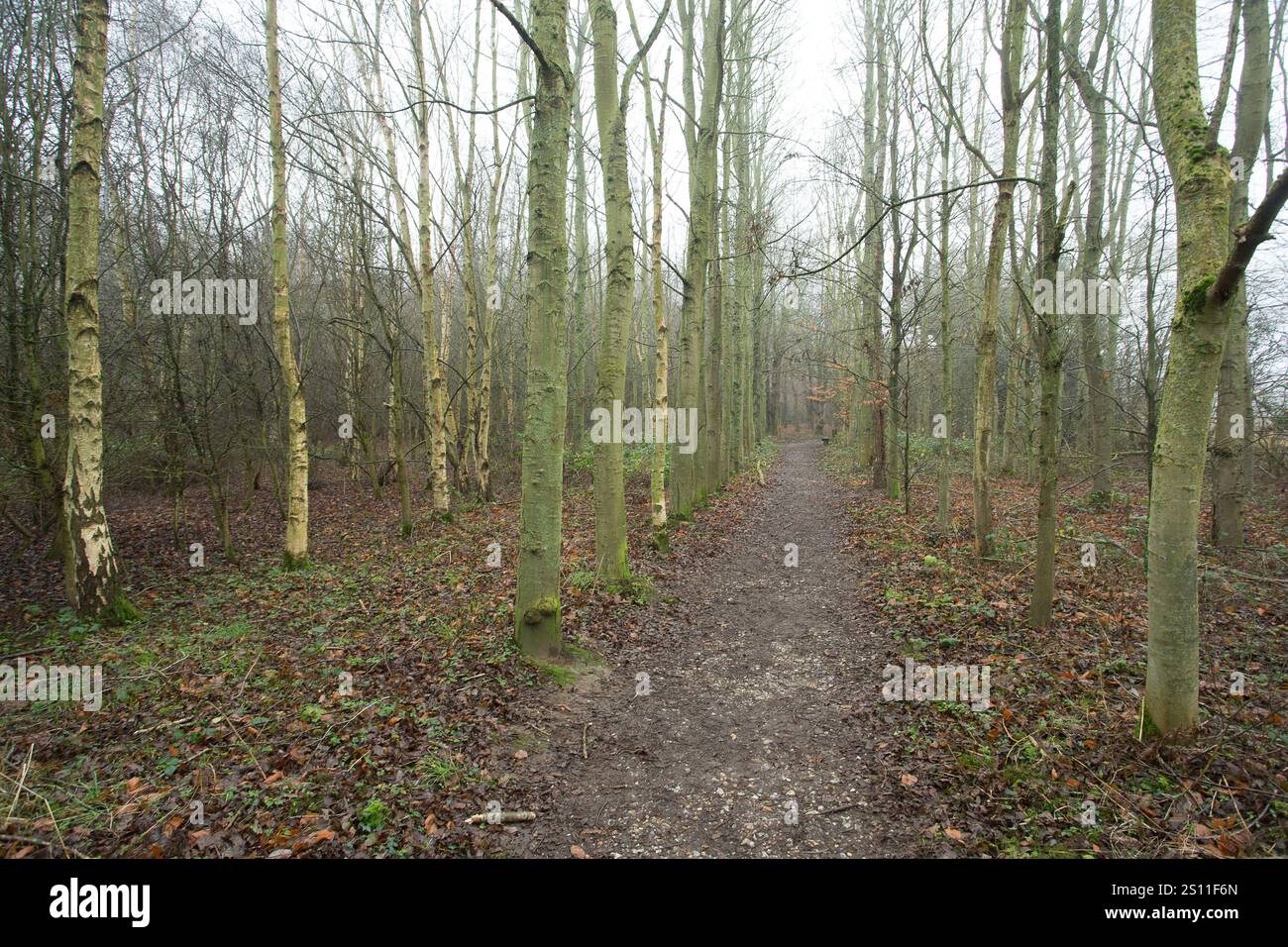 Pigney's Wood in nebbia invernale Foto Stock