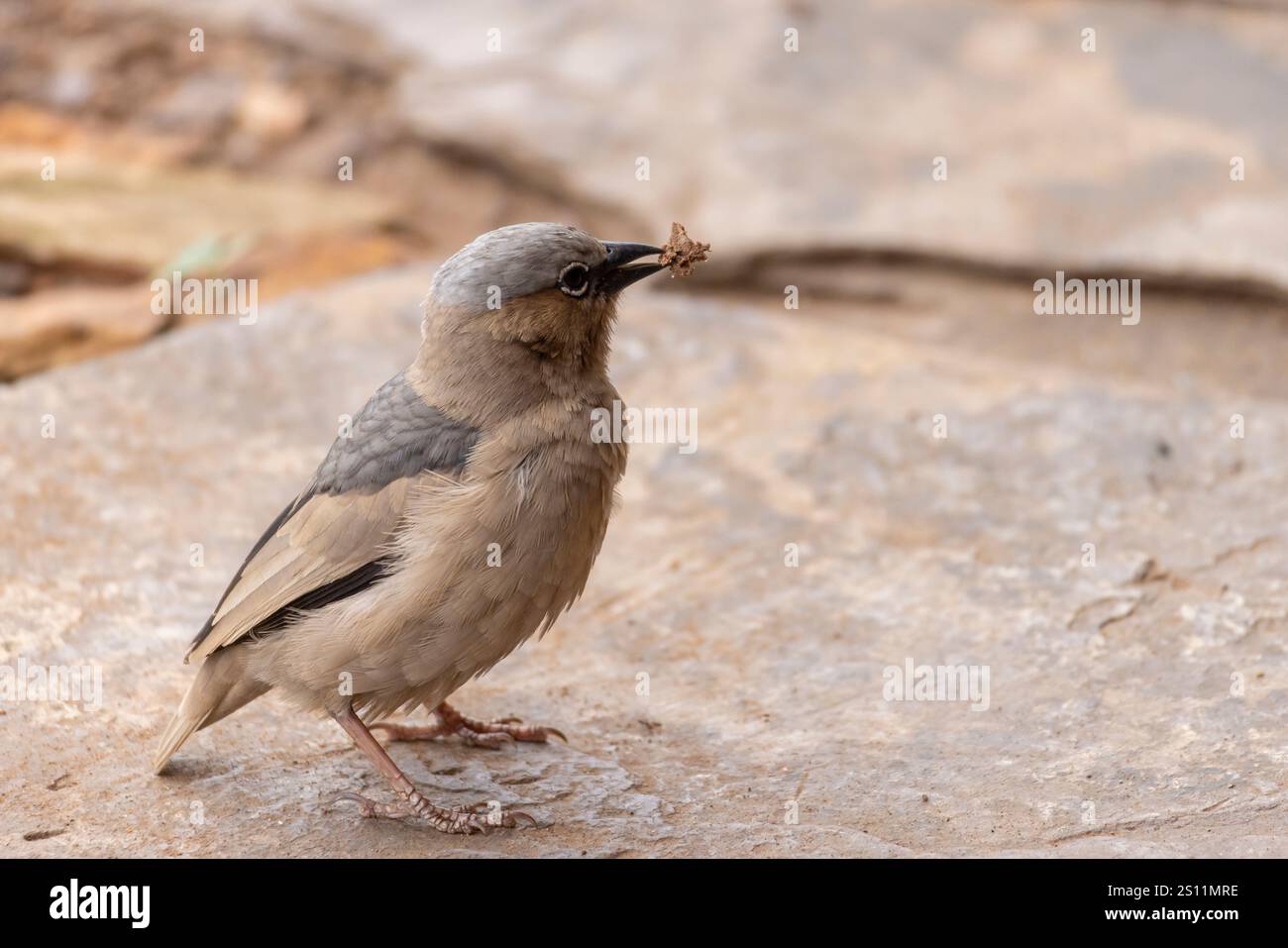 tessitore sociale con tetto grigio (Pseudonigrita arnaudi) in Serengeti in Tanzania, Africa orientale Foto Stock
