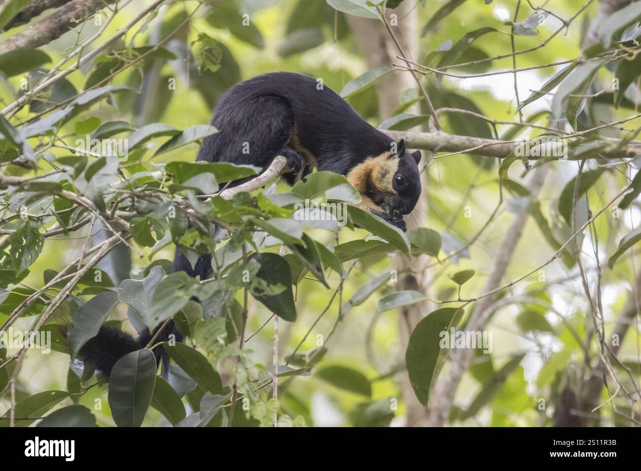 Scoiattolo gigante nero (Ratufa bicolor), parco nazionale Kaeng Krachan, provincia di Phetchaburi, Thailandia, Asia Foto Stock