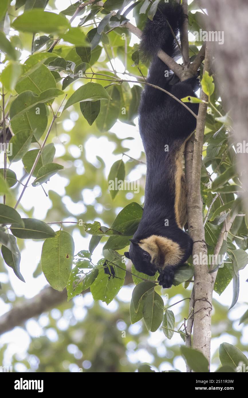 Scoiattolo gigante nero (Ratufa bicolor), parco nazionale Kaeng Krachan, provincia di Phetchaburi, Thailandia, Asia Foto Stock