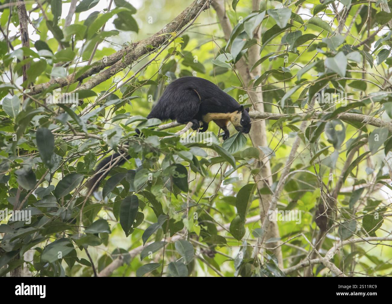 Scoiattolo gigante nero (Ratufa bicolor), parco nazionale Kaeng Krachan, provincia di Phetchaburi, Thailandia, Asia Foto Stock