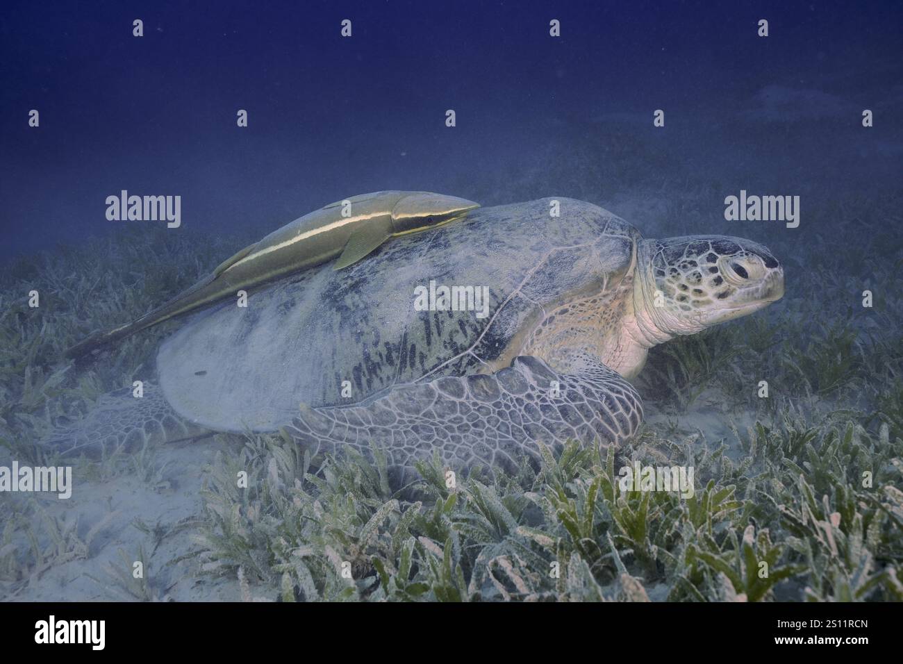 Una tartaruga verde (Chelonia mydas) con il custode di una nave (Remora remora) adagiata su un prato marino sotto il mare, sito di immersione Marsa Shona Reef, Egitto, Rosso Foto Stock