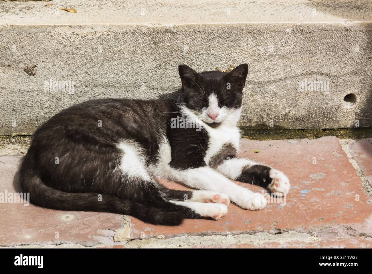 Primo piano di felini bianchi e neri - gatto che poggia su un gradino in pietra di terracotta, città vecchia di Cattaro, Montenegro, Europa Foto Stock