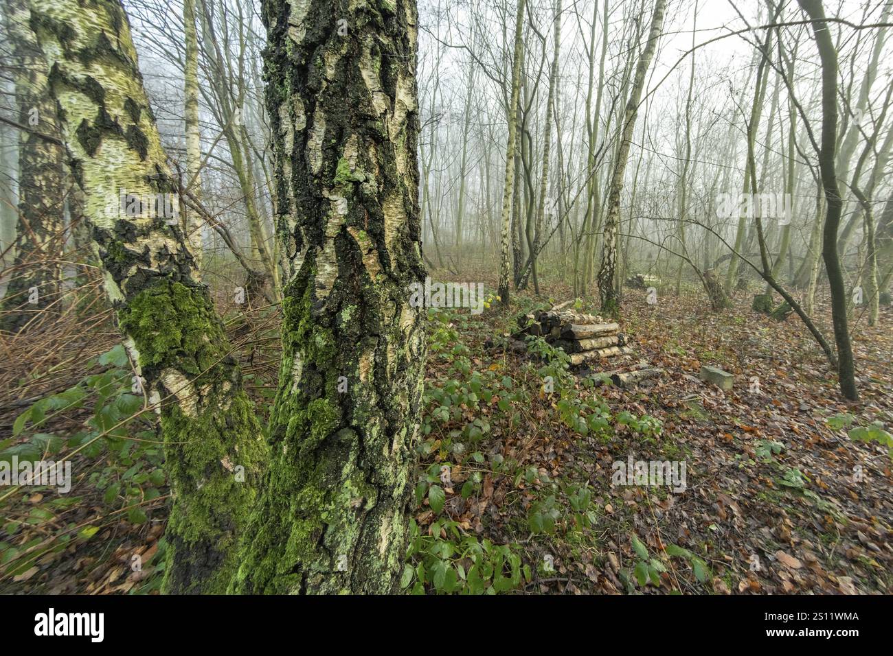 Misteriosa atmosfera nebbiosa che pervade una foresta di betulle con legno tagliato e muschio che cresce sui tronchi degli alberi Foto Stock