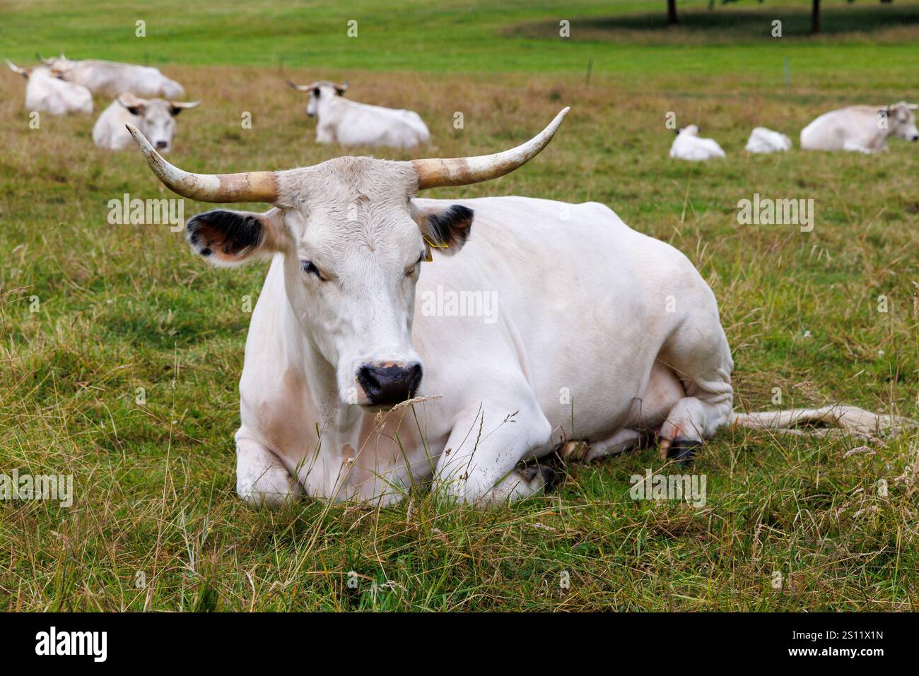 White Park Cattle, Dinefwr, Galles, Regno Unito Foto Stock