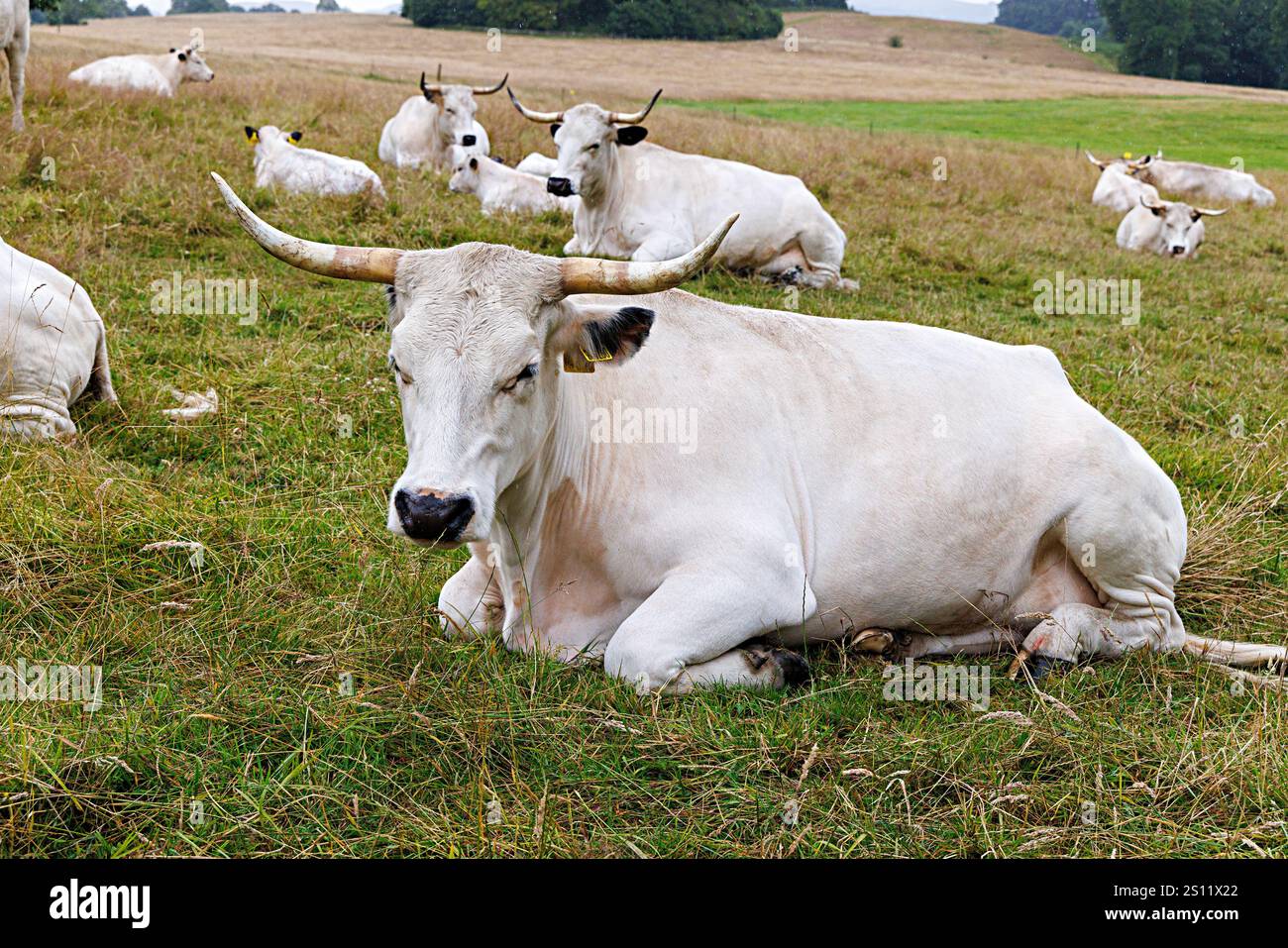 White Park Cattle, Dinefwr, Galles, Regno Unito Foto Stock