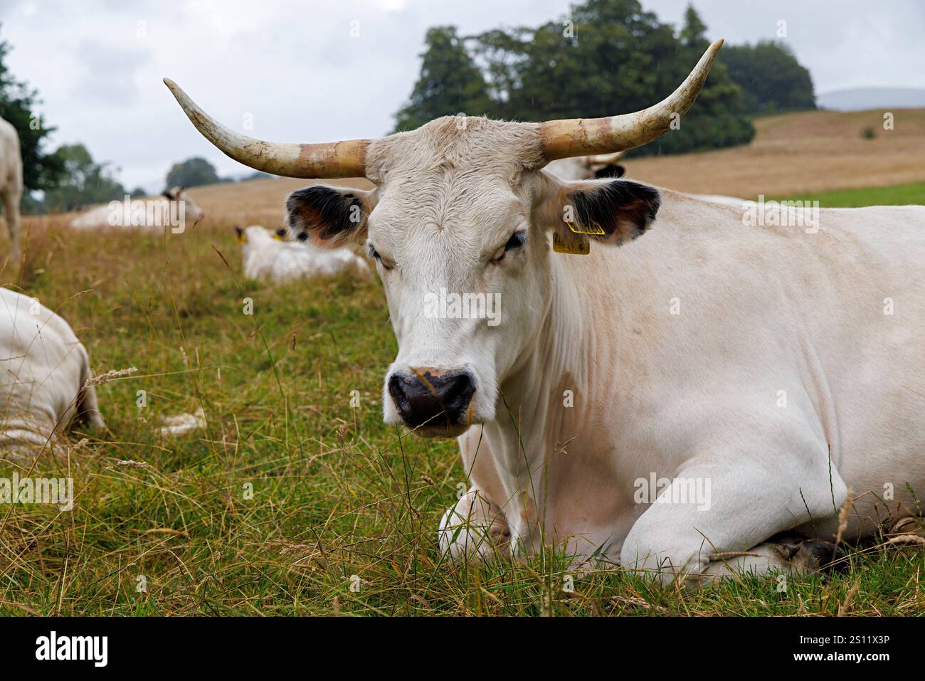 White Park Cattle, Dinefwr, Galles, Regno Unito Foto Stock