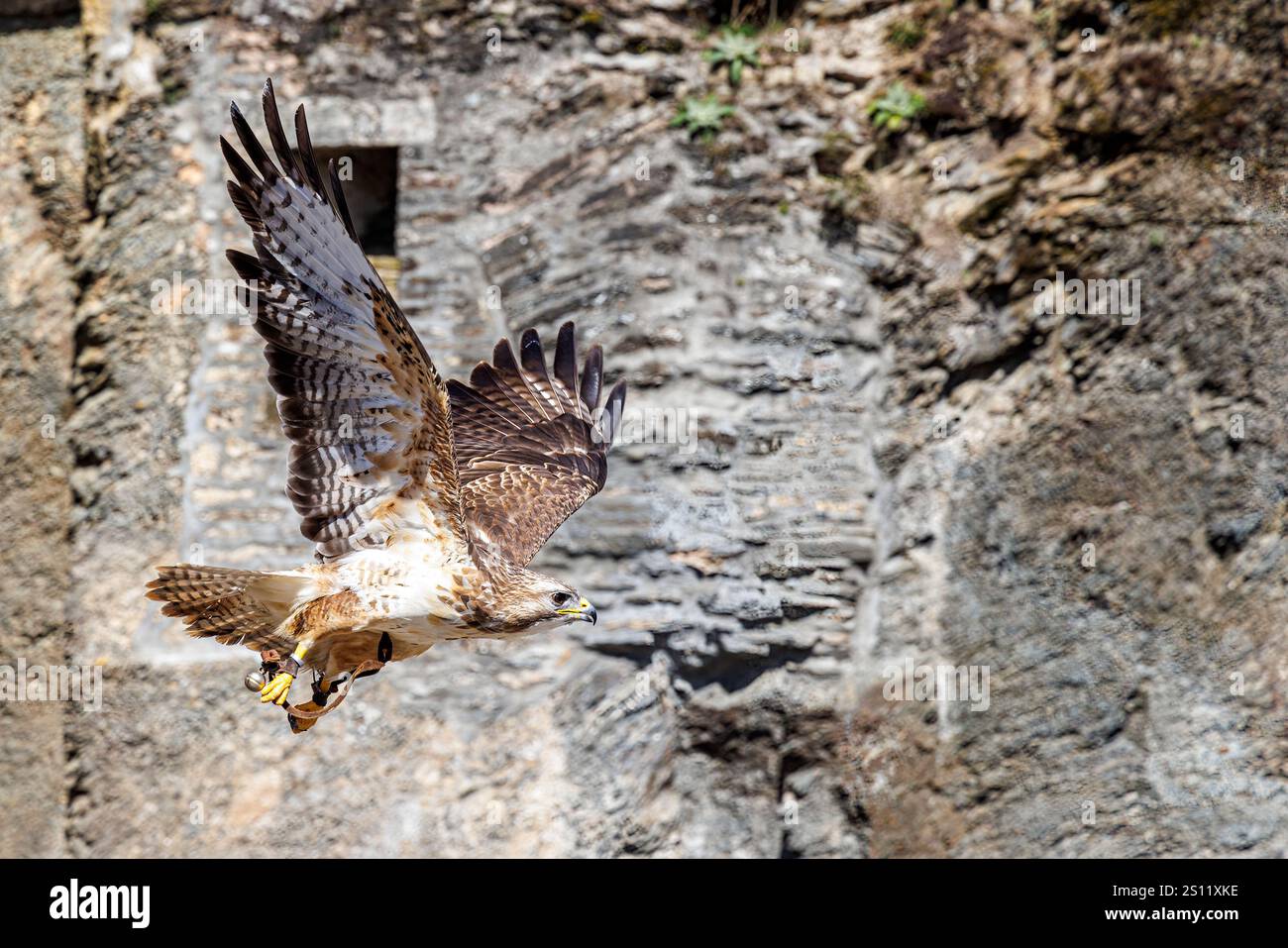 Mostra di falconeria che vola con un buteo buteo comune nel Château de Bouillon, castello di Bouillon, Bouillon, Belgio Foto Stock