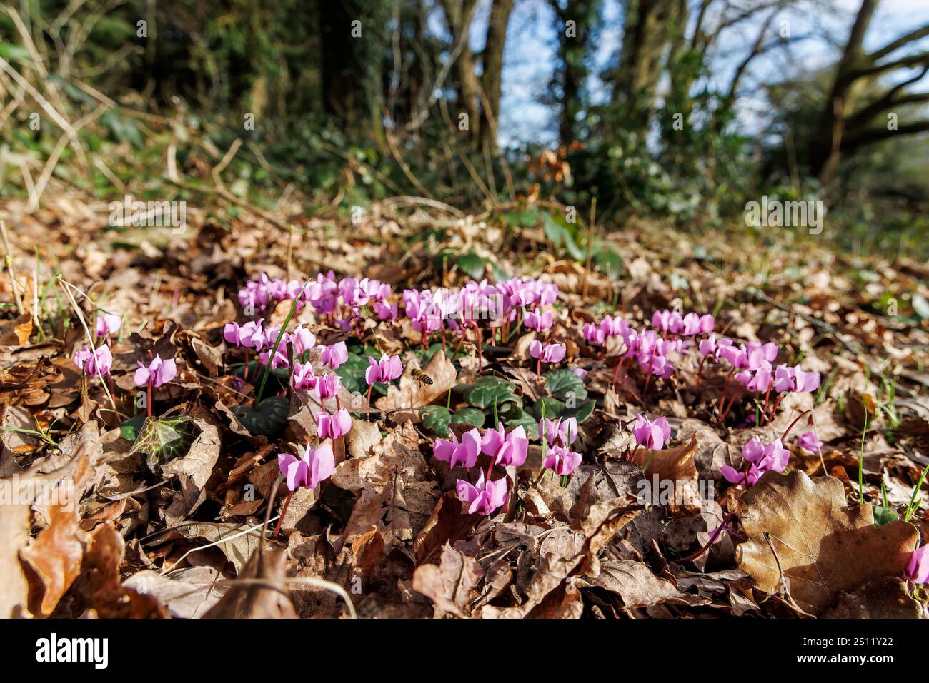 Ciclamino che cresce selvatico nella foresta di Dean, Inghilterra, Regno Unito Foto Stock