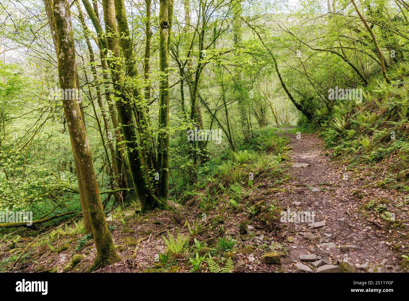 Vecchia pista attraverso la riserva naturale di Coed y Cerrig, Galles, Regno Unito Foto Stock