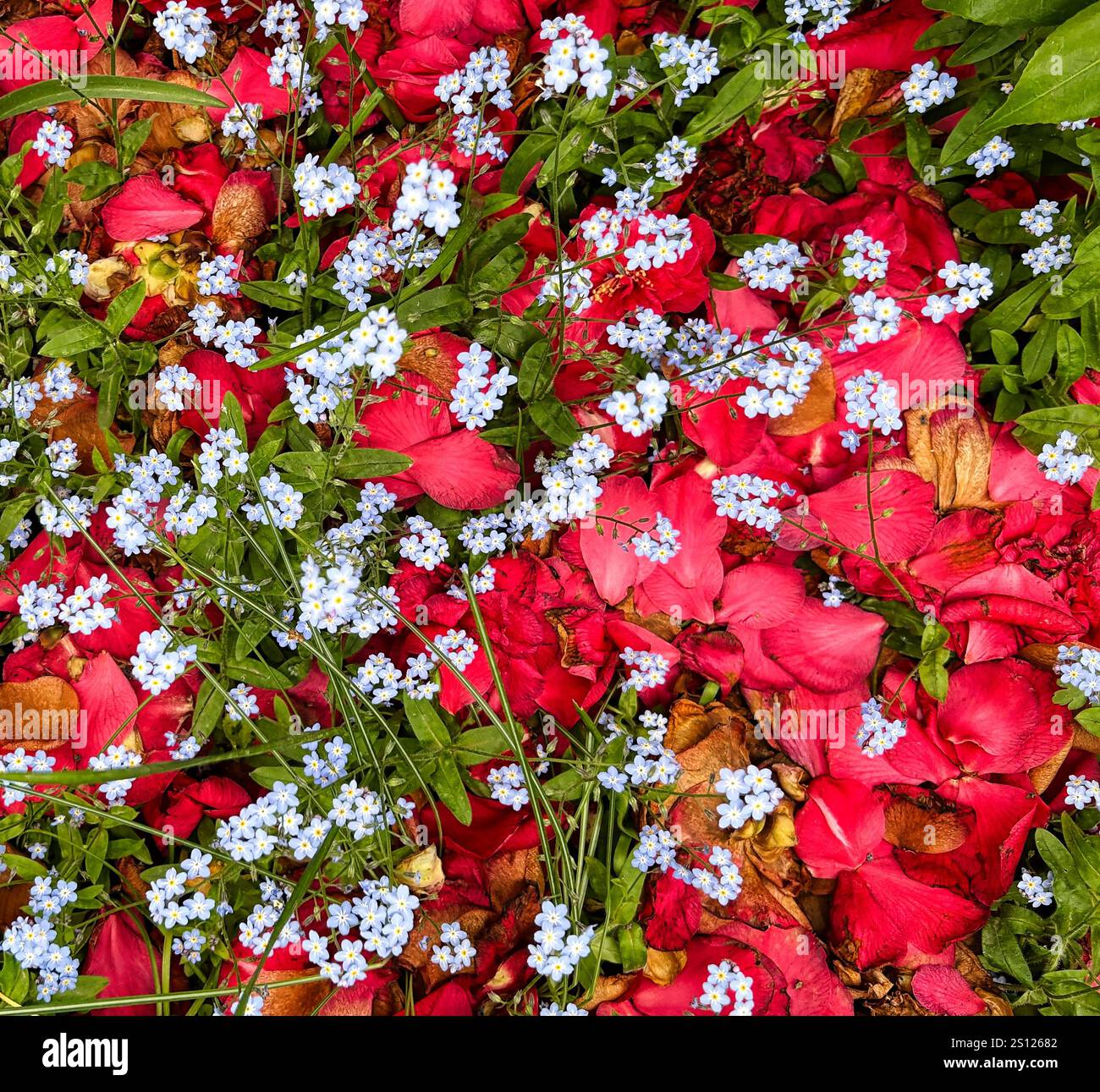 Petali rossi della camelia sbiadita in mezzo a Forget-me-nots azzurri. Un affascinante idillio in primavera Foto Stock