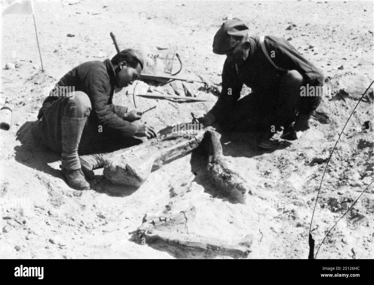 Scavo di Alectrosaurus sulla parte posteriore dell'arto nel 1923. Foto Stock