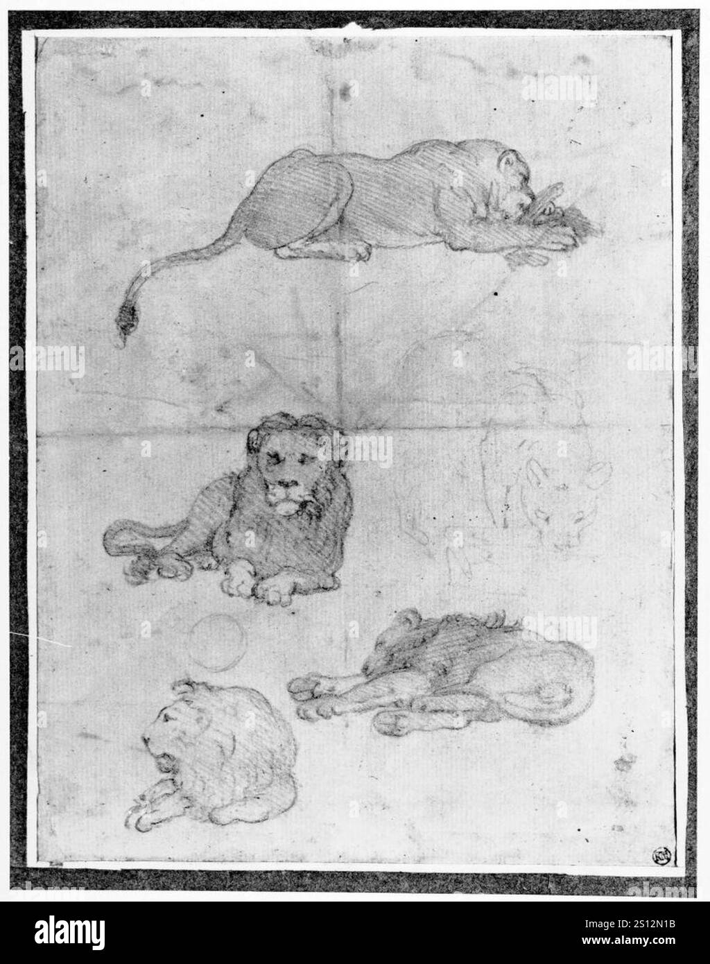 Federico Zuccaro - leone, leonessa e cuccioli Foto Stock