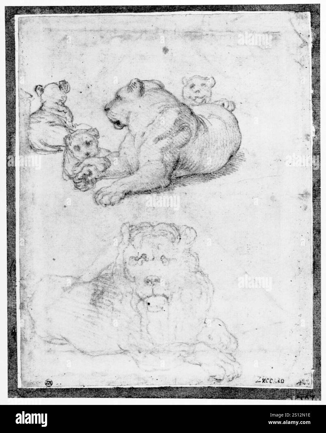 Federico Zuccaro - leone, leonessa e cuccioli Foto Stock