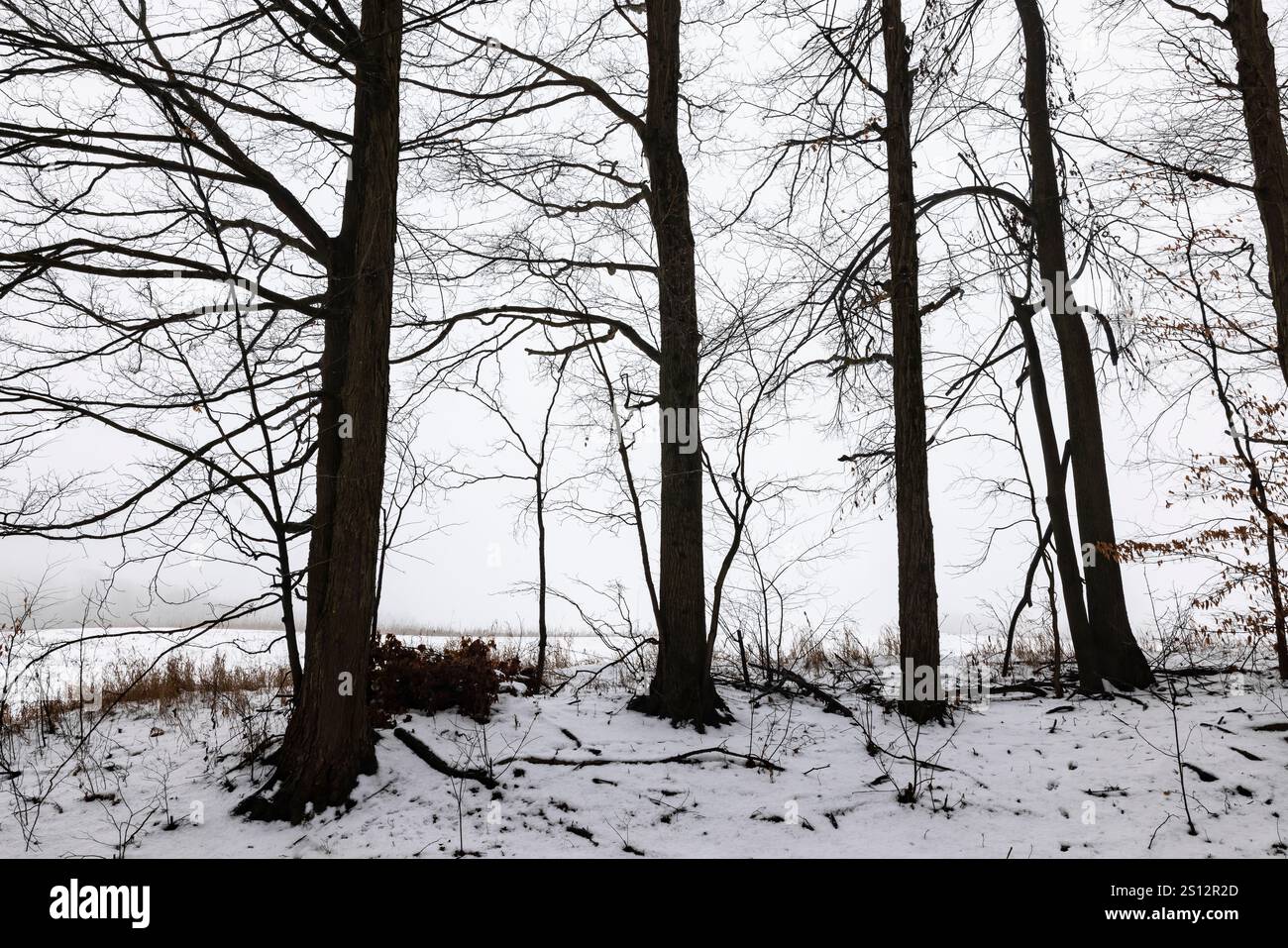 Nebbia e neve lungo una strada secondaria nella contea di Mecosta, Michigan, Stati Uniti Foto Stock