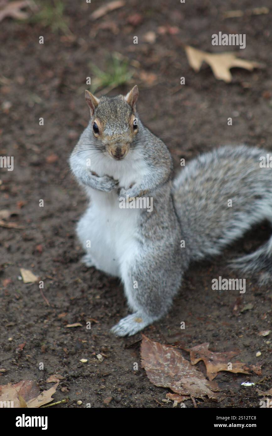 Primo piano del Grey Squirrel a New York City Central Park Foto Stock