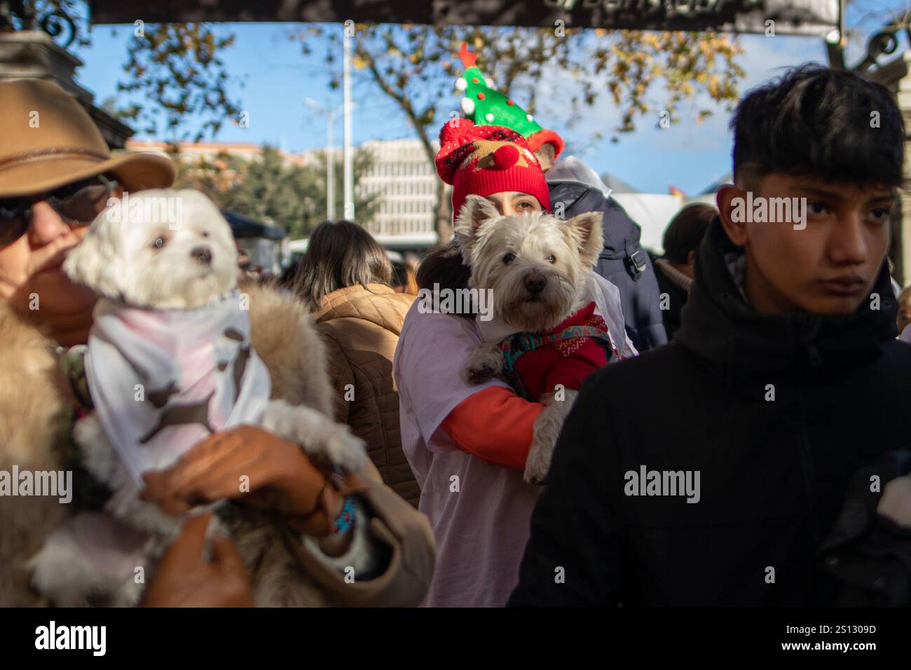 Madrid, Spagna. 30 dicembre 2024. Le persone posano con i loro cani prima dell'inizio di una popolare corsa di animali questa mattina a Madrid. “Sanperrestre”, una versione festosa annuale della tradizionale corsa di fine anno di San Silvestre, dedicata quest’anno anche alla raccolta di fondi per i rifugi colpiti dalle letali inondazioni di Valencia, oltre a sensibilizzare contro l’abbandono degli animali e a fare campagne per l’adozione degli animali invece che per il loro acquisto. (Foto di David Canales/SOPA Images/Sipa USA) credito: SIPA USA/Alamy Live News Foto Stock