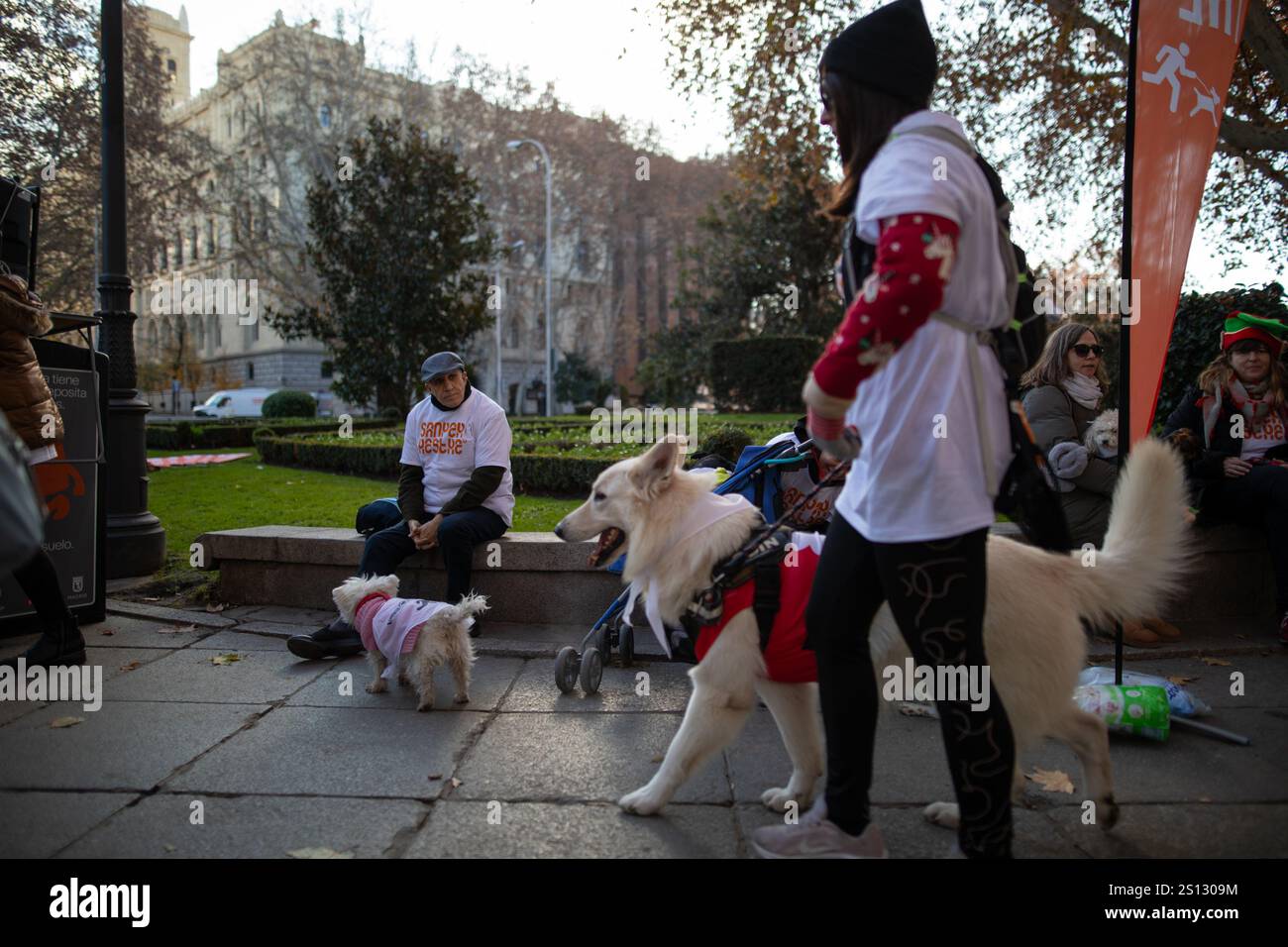 Madrid, Spagna. 30 dicembre 2024. Le persone camminano con i loro cani prima di una popolare corsa di animali questa mattina a Madrid. “Sanperrestre”, una versione festosa annuale della tradizionale corsa di fine anno di San Silvestre, dedicata quest’anno anche alla raccolta di fondi per i rifugi colpiti dalle letali inondazioni di Valencia, oltre a sensibilizzare contro l’abbandono degli animali e a fare campagne per l’adozione degli animali invece che per il loro acquisto. (Foto di David Canales/SOPA Images/Sipa USA) credito: SIPA USA/Alamy Live News Foto Stock