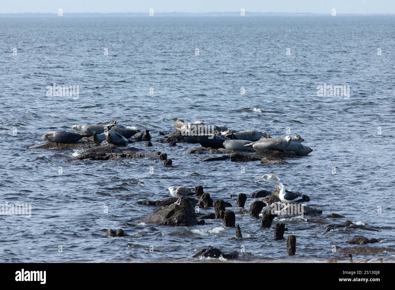 Una mandria di foche può essere vista trainata sulle rocce nella baia al largo della costa di Sandy Hook, New Jersey. Una combinazione di Harbor, Grey e Harp Seals Foto Stock