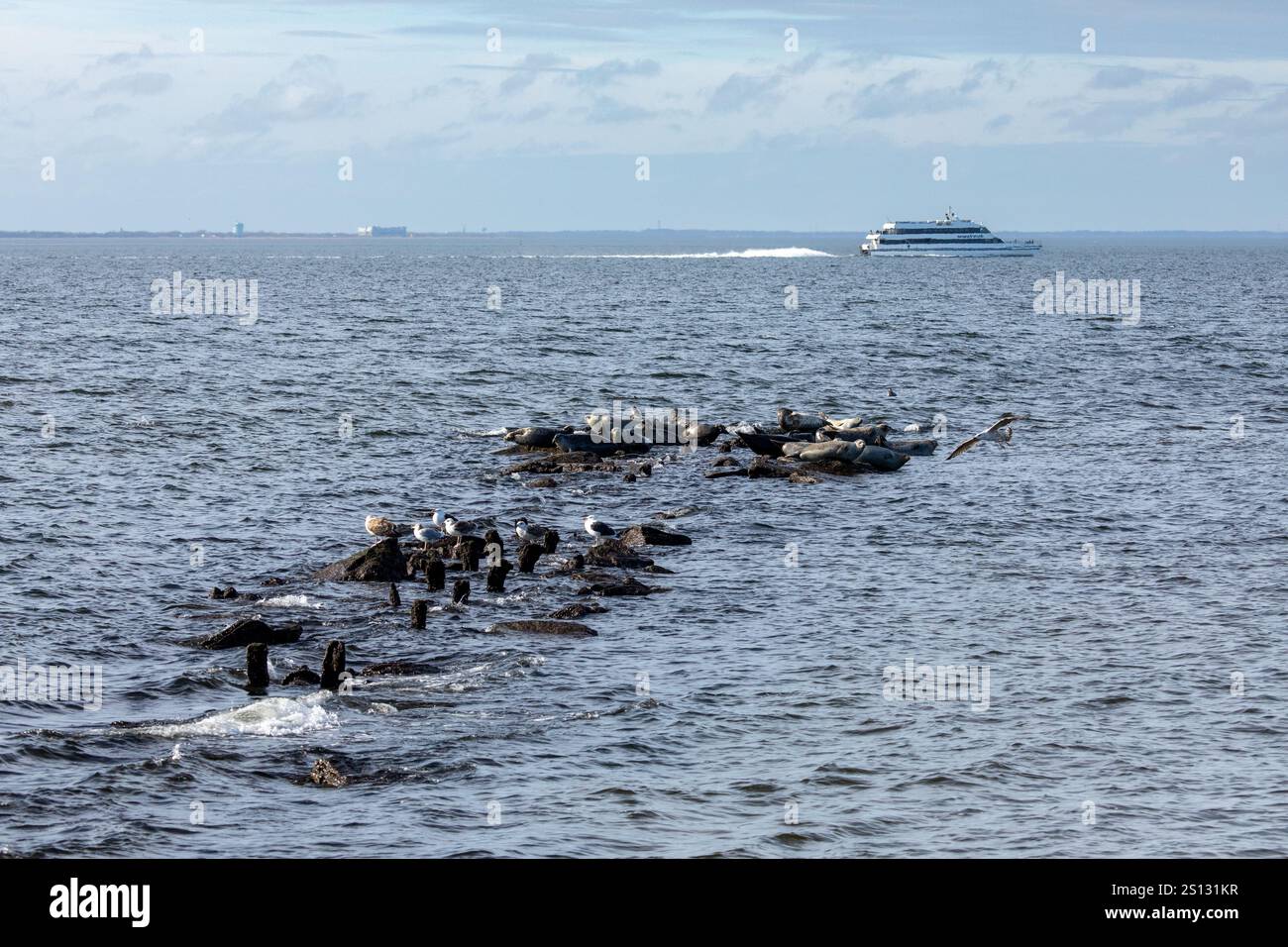 Una mandria di foche può essere vista trainata sulle rocce nella baia al largo della costa di Sandy Hook, New Jersey. Una combinazione di Harbor, Grey e Harp Seals Foto Stock