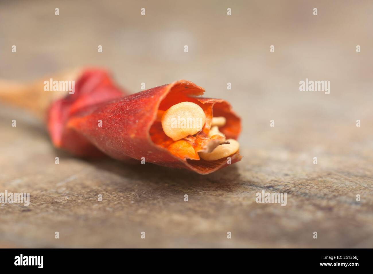 primo piano di peperoncino rosso essiccato rotto con piccoli semi di color crema visibili, messa a fuoco morbida con spazio di copia Foto Stock