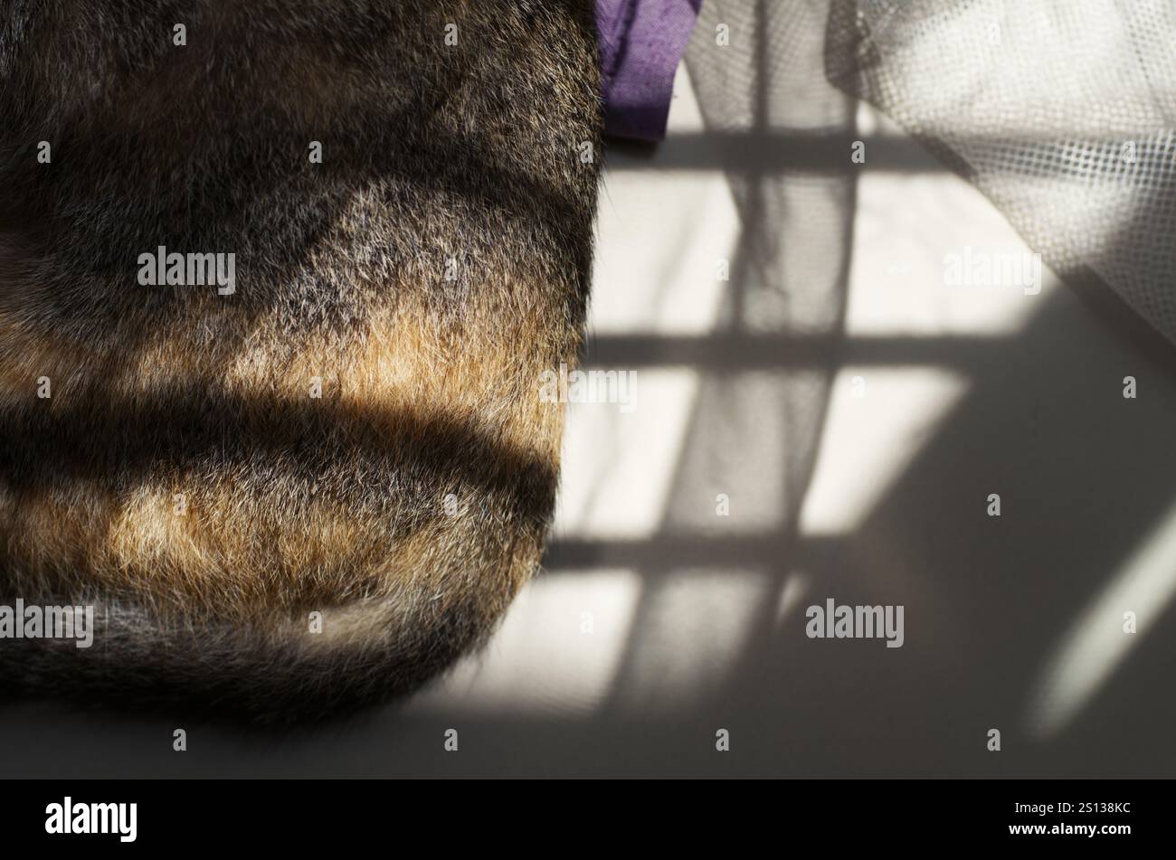 Primo piano della pelliccia di gatto con motivi d'ombra geometrici in luce soffusa Foto Stock