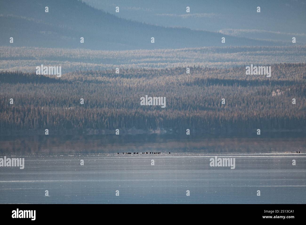 L'alba del mattino è mozzafiato nel nord del Canada, con la foresta naturale borea in vista con le montagne rocciose del nord del Canada. Foto Stock