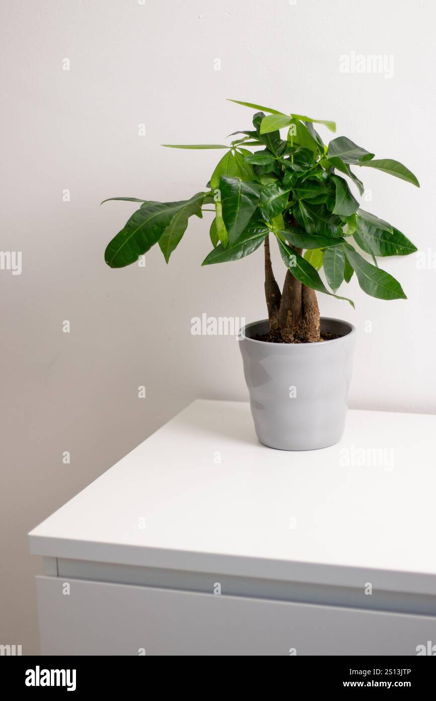Una pianta Pachira aquatica che cresce in una pentola grigia in piedi su un tavolo da comò bianco in una stanza di casa Foto Stock