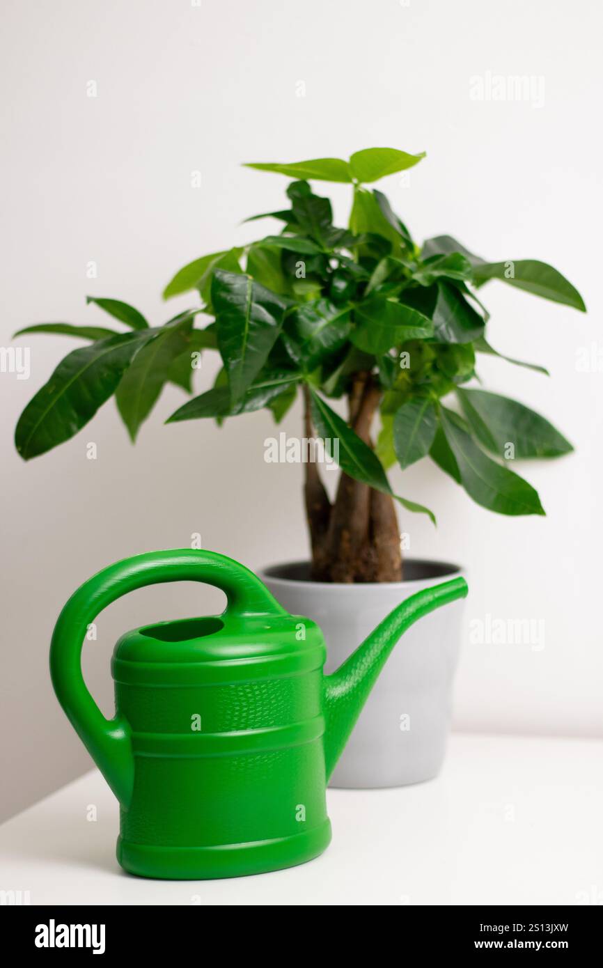 Una barattola da irrigazione verde vicino a una pianta Pachira aquatica che cresce in una pentola in piedi su un tavolo bianco in una stanza di casa Foto Stock