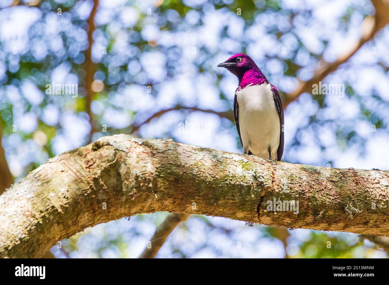 lo starling a sfondo violetto (Cinnyricinclus leucogaster) è un tipo relativamente piccolo di starling nella famiglia degli Sturnidae. È l'unico membro del genere Foto Stock