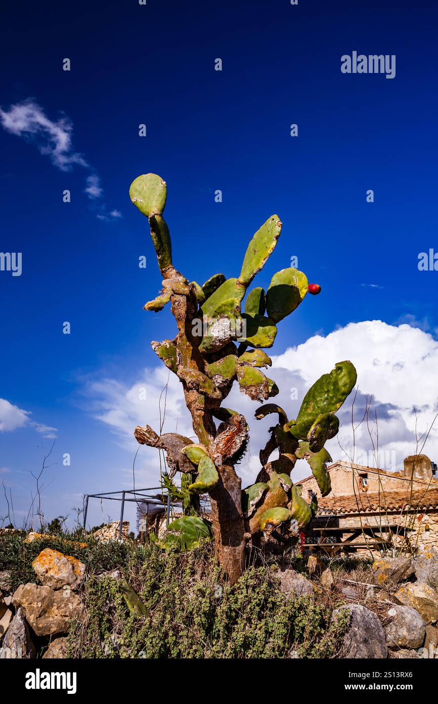 Cactus di fichi d'India nella valle di Jalon Foto Stock