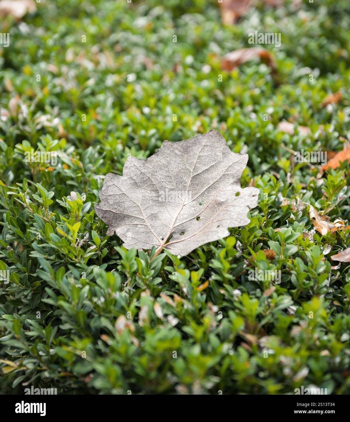 Foglie cadute asciutte sulla superficie di un cespuglio verde con foglie più piccole (immagine di messa a fuoco selettiva). Foto Stock