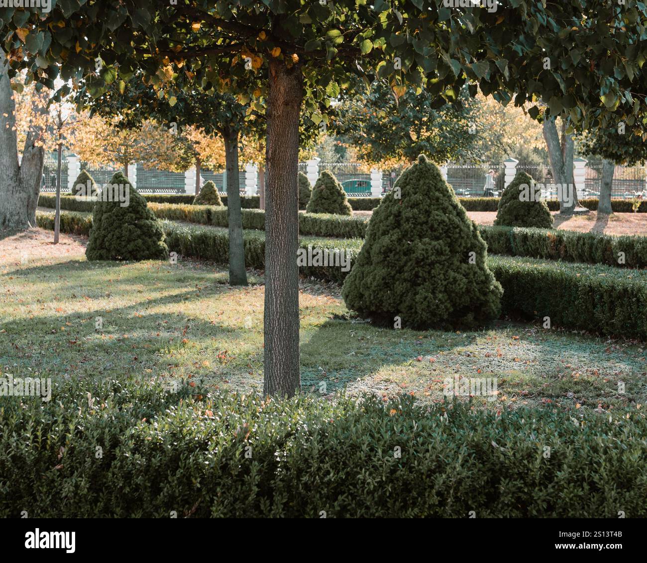 Autunno in giardino con pochi alberi, arbusti decorativi di bosso e cespugli a forma conica alla luce del sole serale. Foto Stock