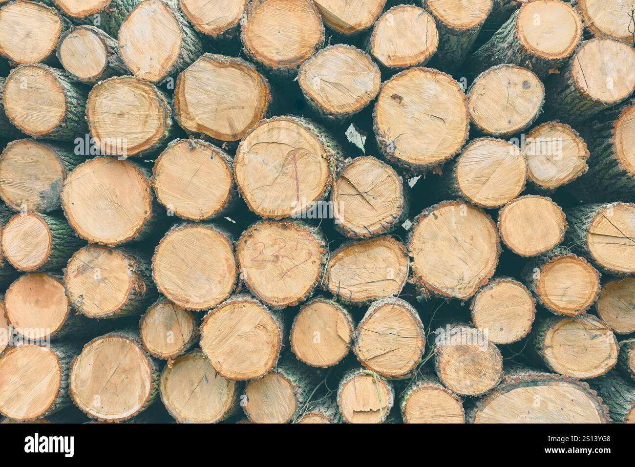 Sfondo costituito da alberi tagliati, tonalità di colore applicata. Foto Stock