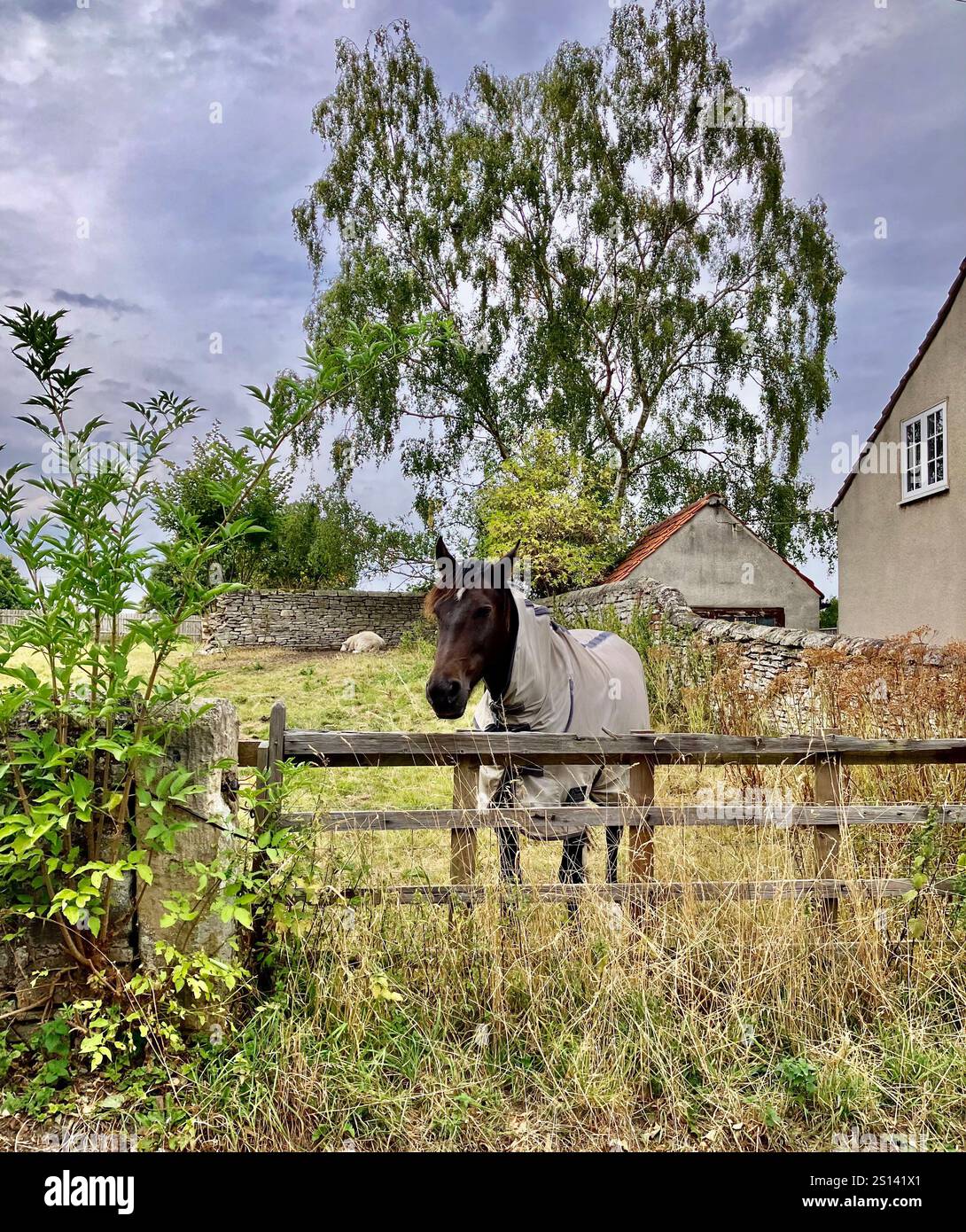 Cavallo che guarda su un campo Gate, North Yorkshire, Regno Unito Foto Stock