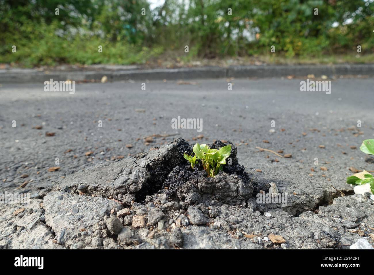 asfalto, pioppo (spec. Populus), giovani pioppi che attraversano la superficie asfaltata di una strada, Germania, Renania settentrionale-Vestfalia, Ruhr area, Bochum Foto Stock
