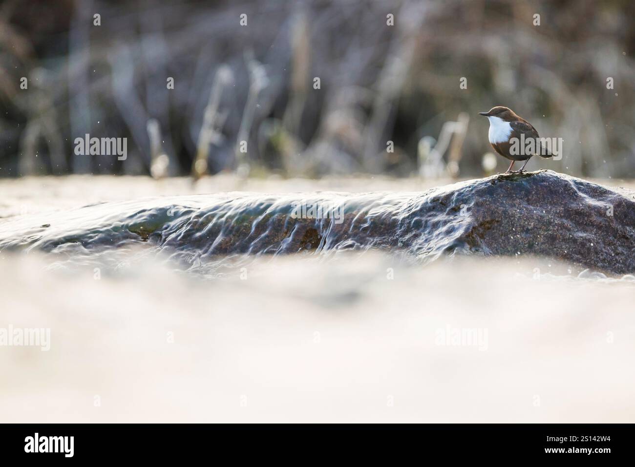 Dipper (Cinclus cinclus aquaticus, Cinclus aquaticus), appollaiato su un masso in una corrente fluviale, Germania Foto Stock