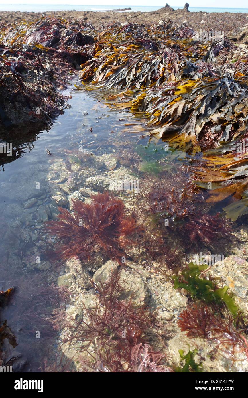 Bassa marea nel litorale roccioso, rocce ricoperte di alghe forniscono rifugio a molte creature marine, Francia, Bretagna, Erquy Foto Stock