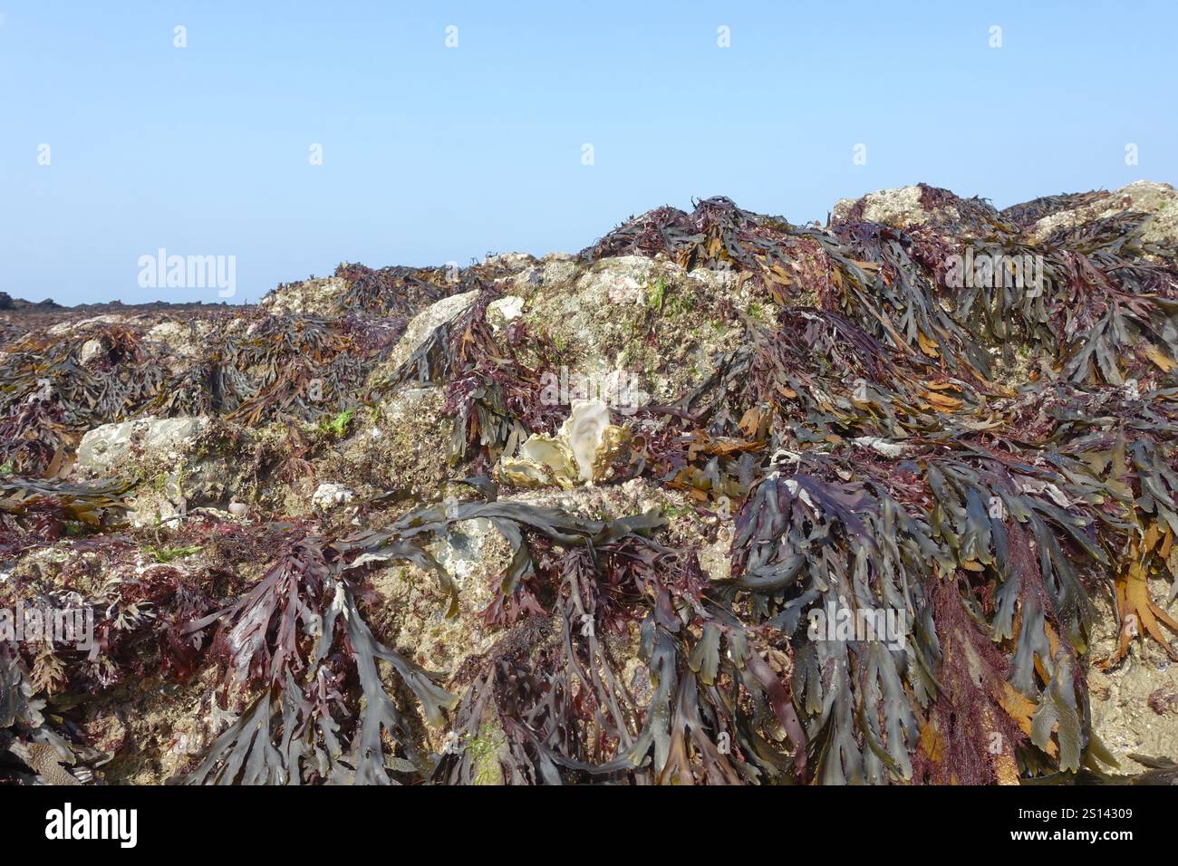 Bassa marea nel litorale roccioso, rocce ricoperte di alghe forniscono rifugio a molte creature marine, Francia, Bretagna, Erquy Foto Stock