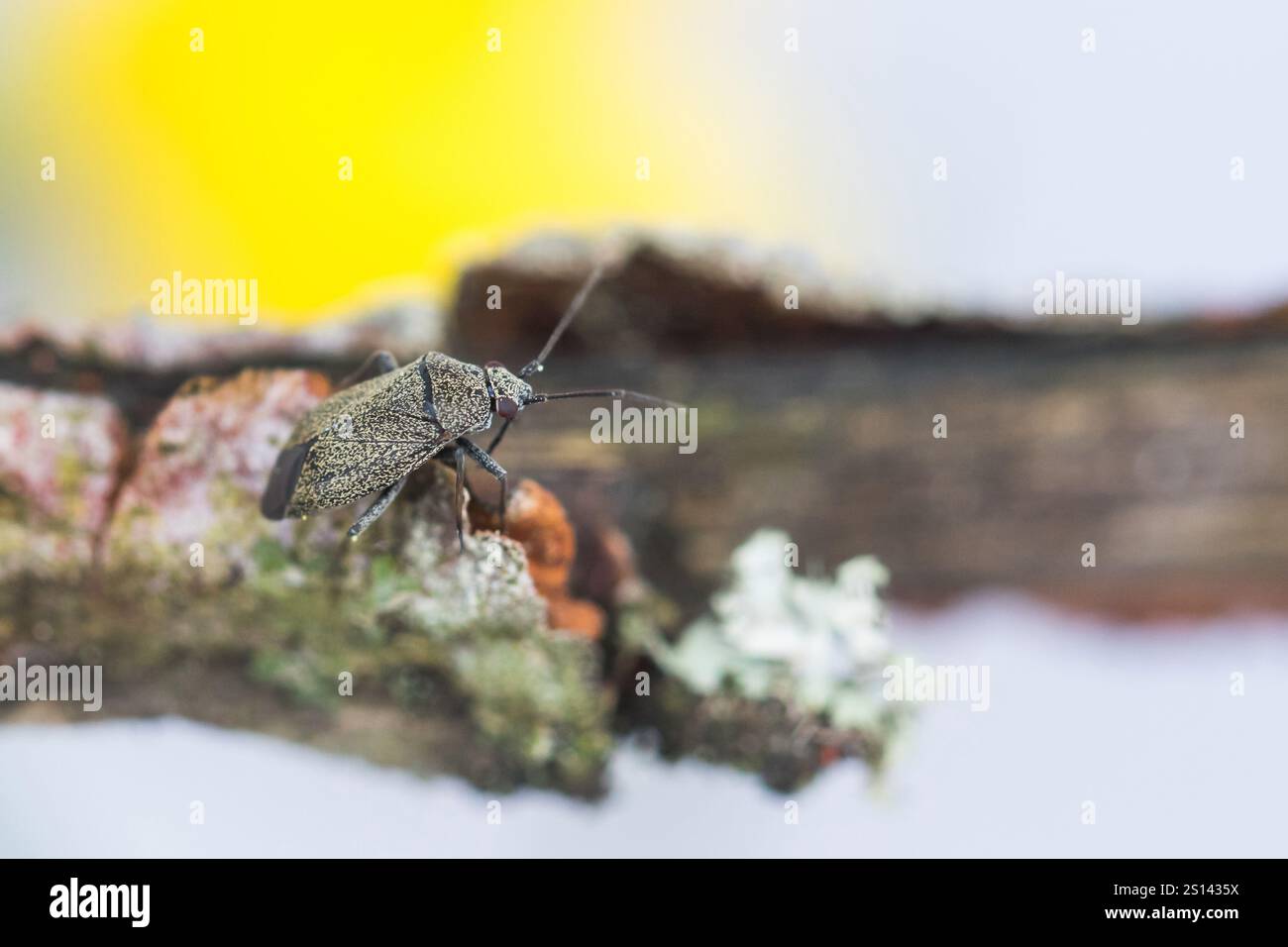 Immagine macro di un insetto in Germania (Heterocordylus tibialis), seduta su un ramo, Germania, Baden-Wuerttemberg Foto Stock