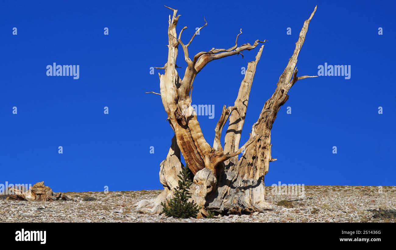 Albero morto nell'antica Foresta di pino di Bristlecone, Stati Uniti, California, Parco Nazionale della Foresta di pini di Bristlecone, Bristlecone Foto Stock