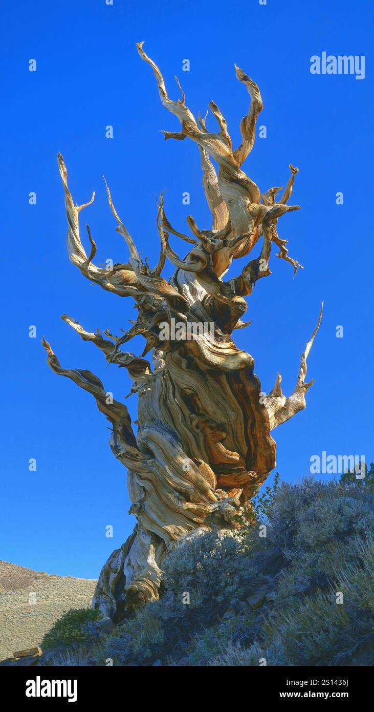 Albero morto nell'antica Foresta di pino di Bristlecone, Stati Uniti, California, Parco Nazionale della Foresta di pini di Bristlecone, Bristlecone Foto Stock