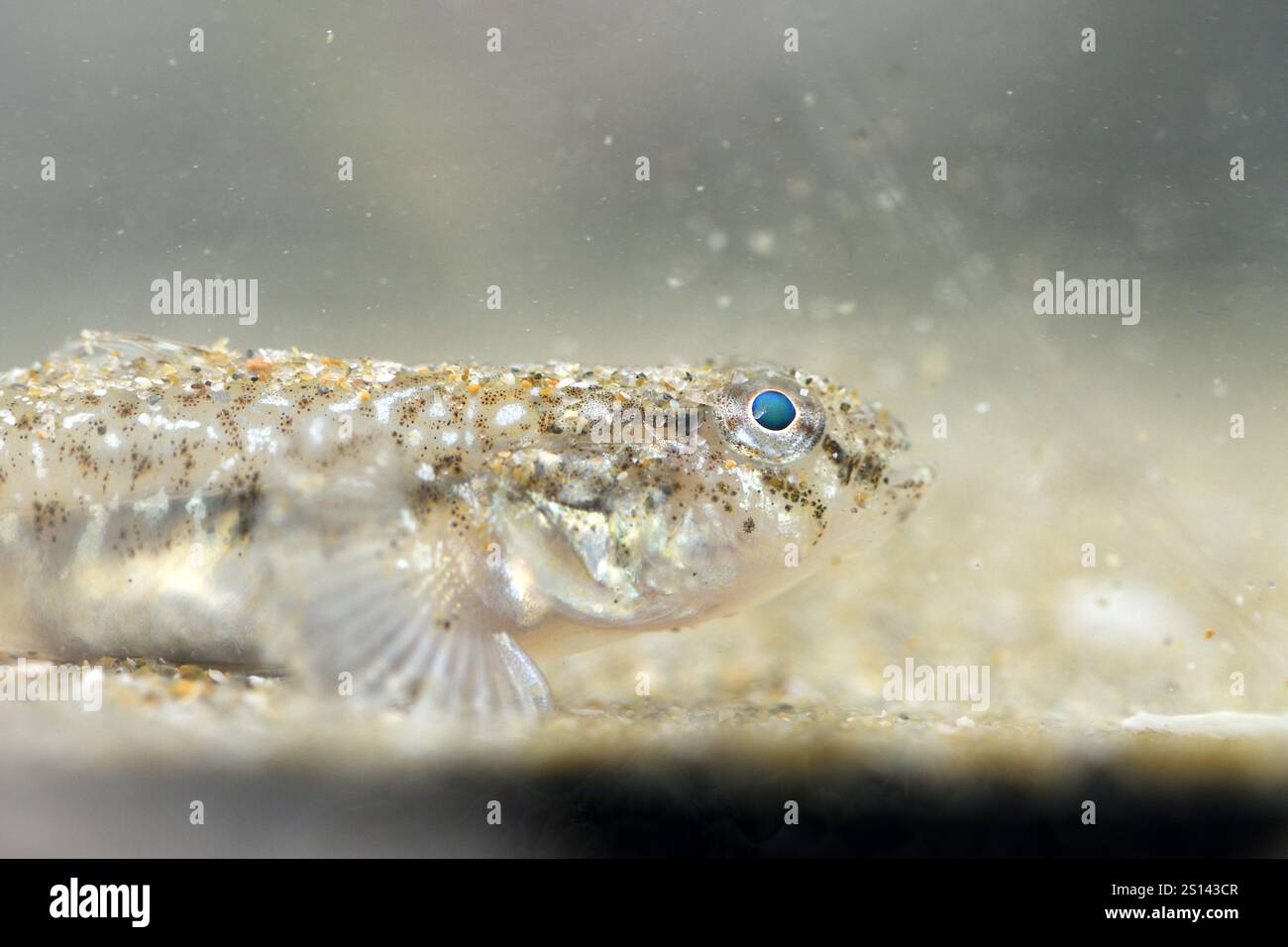 Goby comune (Pomatoschistus microps), ben mimetizzato sott'acqua sulla sabbia, solo gli occhi sono chiaramente visibili, Francia, Bretagna, Cotes d Armor, er Foto Stock
