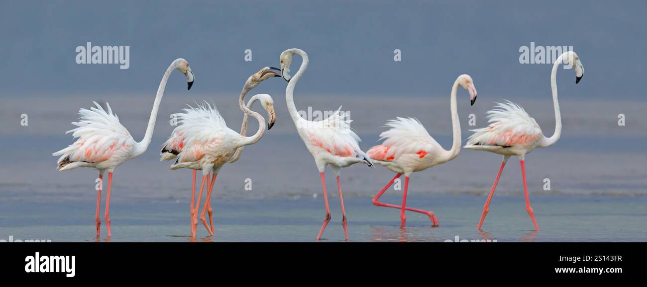Grande fenicottero (Phoenicopterus roseus, Phoenicopterus ruber roseus), truppa in acque poco profonde, Oman, Dhofar, Khawr ad Dahariz, Salalah Foto Stock
