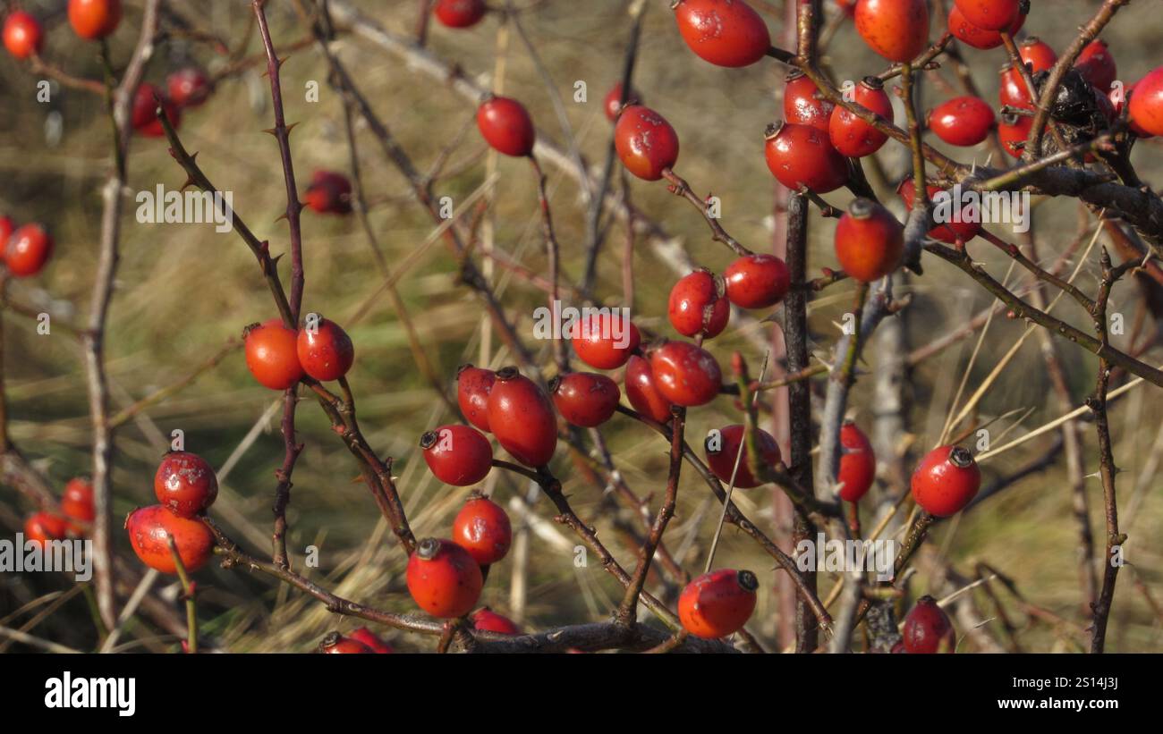 Rosa rossa anche su un ramo. Bacche di rosa-cane Foto Stock