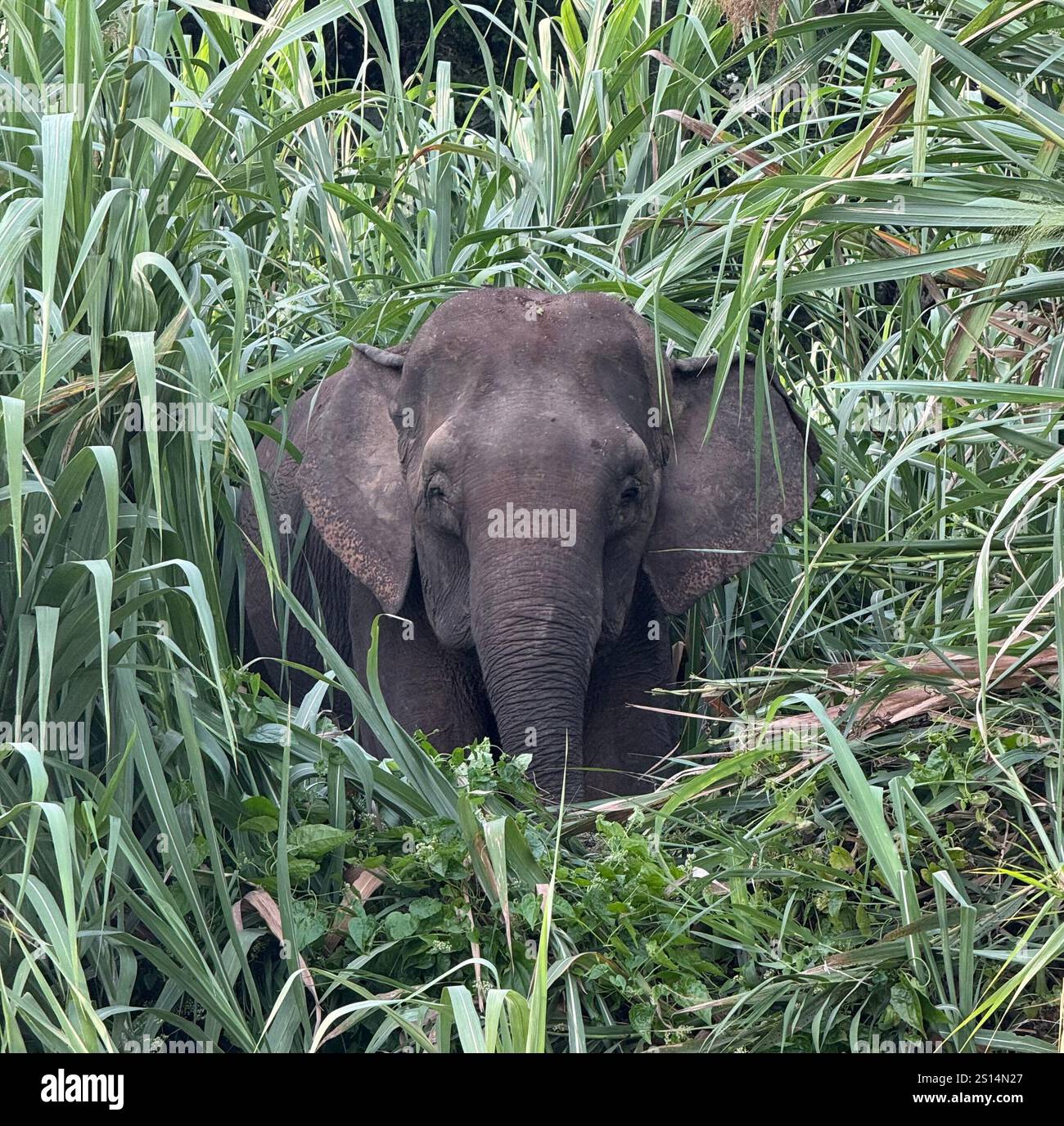 Elefante pigmeo del Borneo incorniciato nell'erba - Immagine stock catturata con smartphone